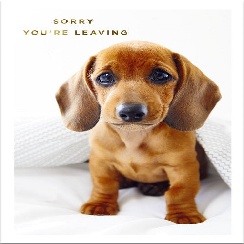 Large Card - Sorry You're Leaving - Puppy