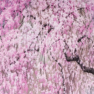 Card Set - Cherry Blossoms