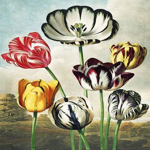 Tulips