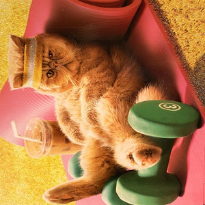 Exhausted Excerise Cat