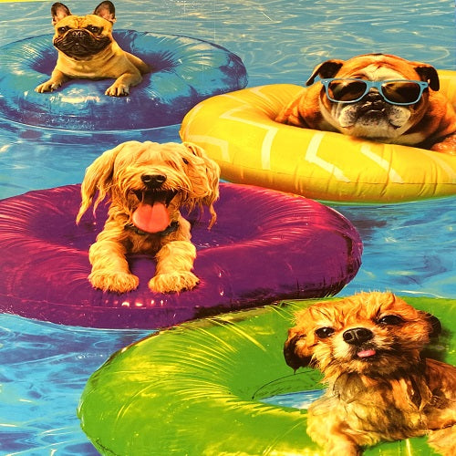 Dogs Pool Party