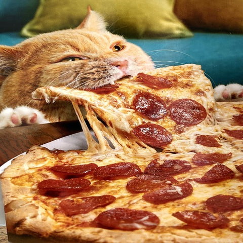 Cat Eating Pizza