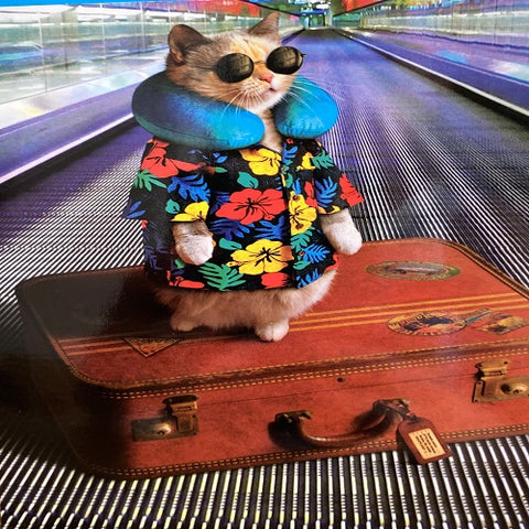 The Adventure Begins!