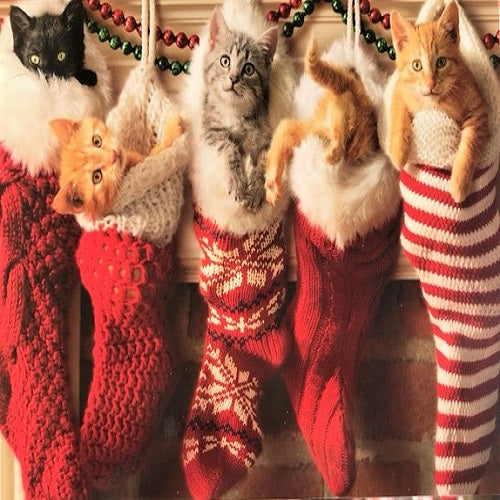 Kittens in Stockings