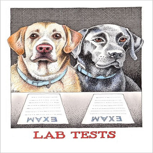 Lab Tests – Card King