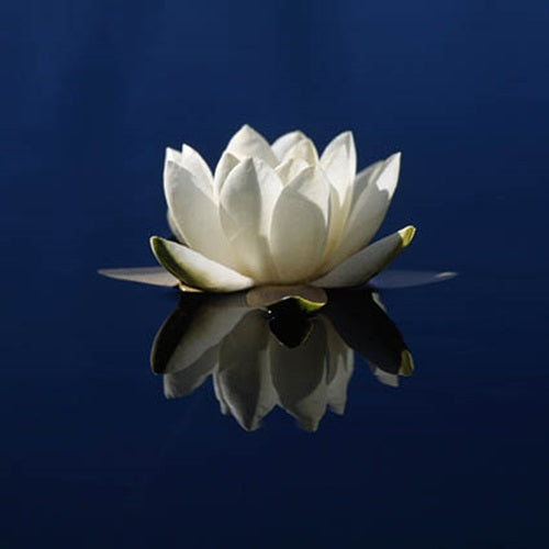 Water Lily