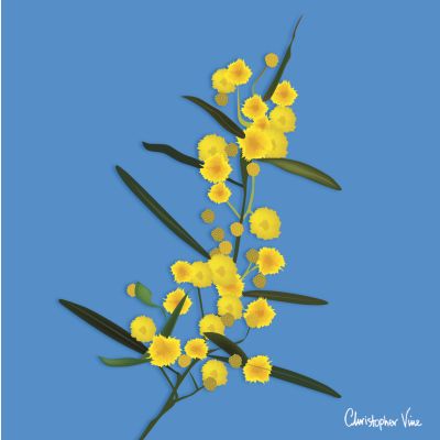 Christopher Vine : Wattle