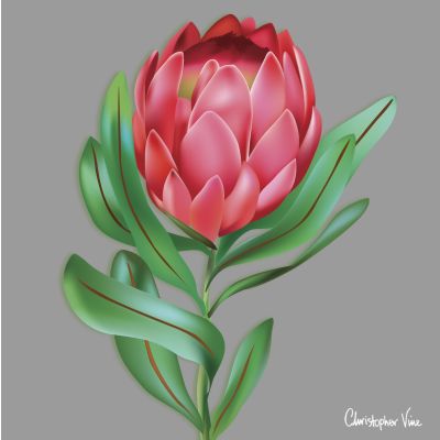 Christopher Vine : Protea