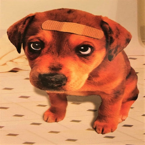 Puppy with Band-aid